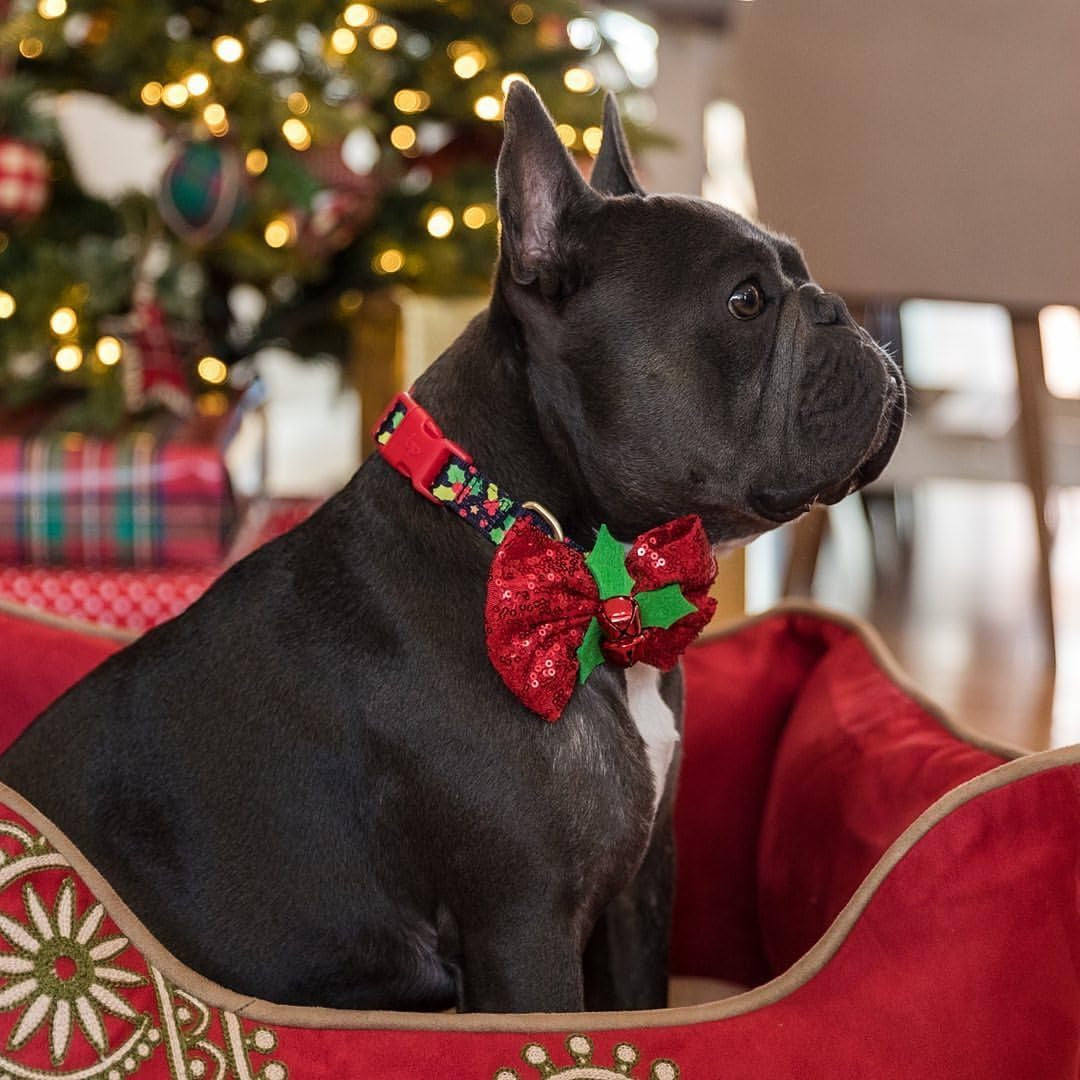 Christmas Holly Adjustable Dog Collar with Bowtie - Dog Collars for Small Dogs, Holiday Dog Collars, Christmas Collar for Dogs - Small Dog Collars for Female Dogs, 12-16" Neck